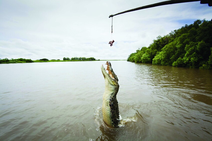 Half-Day Crocodile & Nature Explorer Tour