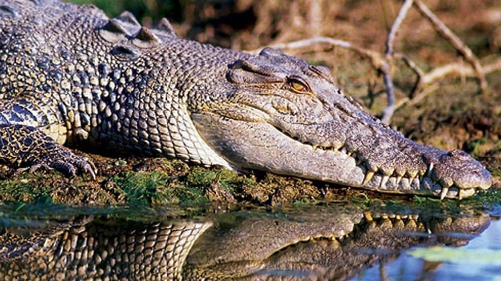 alligator resting on shore
