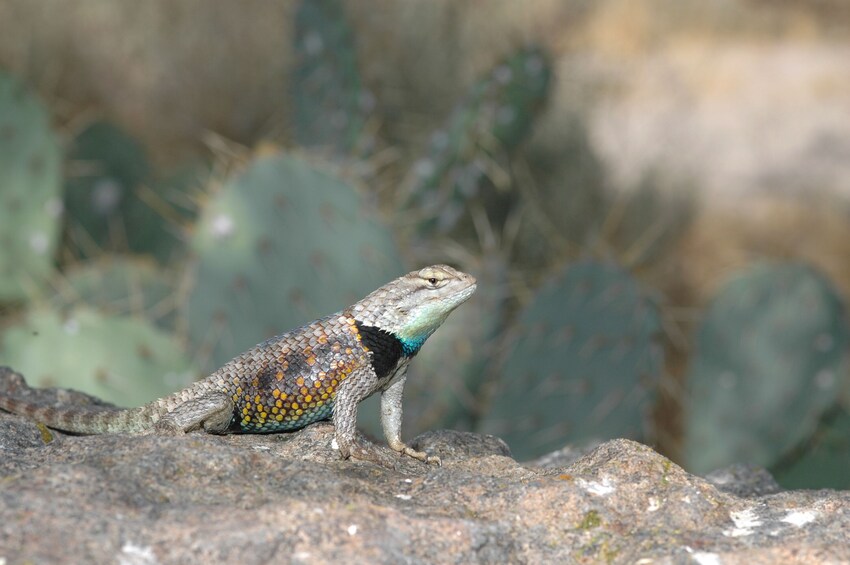 Joshua Tree National Park Self-Guided Driving Tour