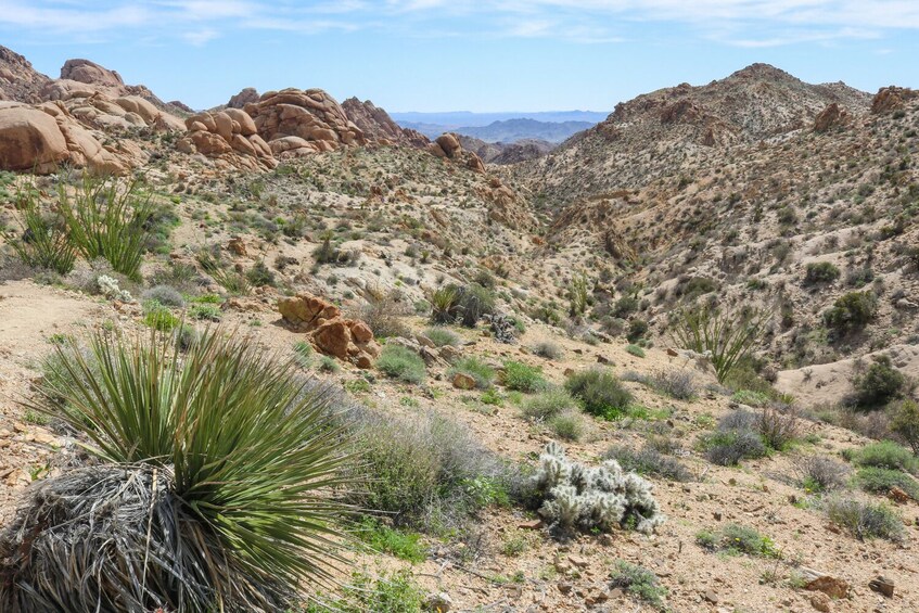 Joshua Tree National Park: Self-Driving Audio Tour