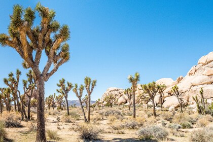 Joshua Tree National Park Selbstgeführte Fahrtour