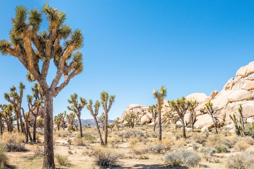 Joshua Tree National Park: Self-Driving Audio Tour