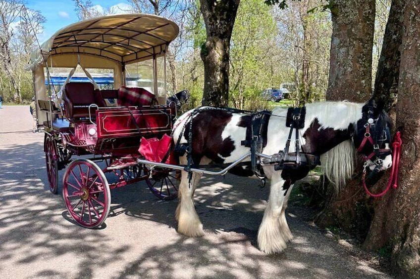 Killarney Jaunting Car Tour