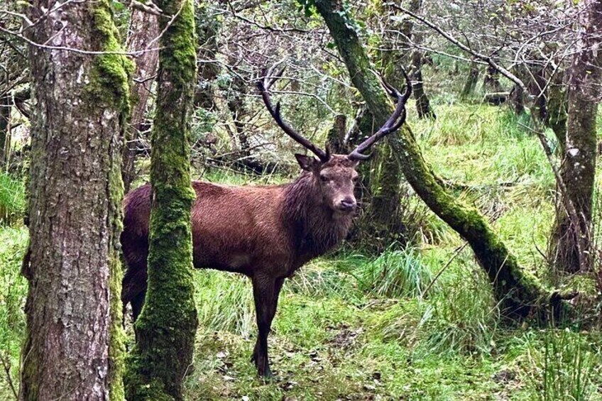 Red deer ireland