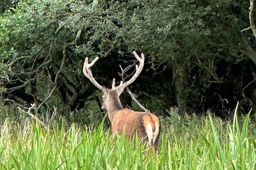 Red deer sighting Killarney