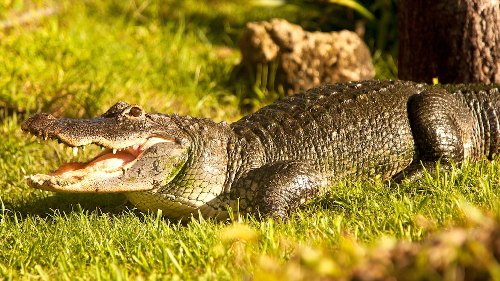 Alligator on a lawn