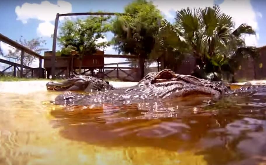 Gator Airboat Night Tour