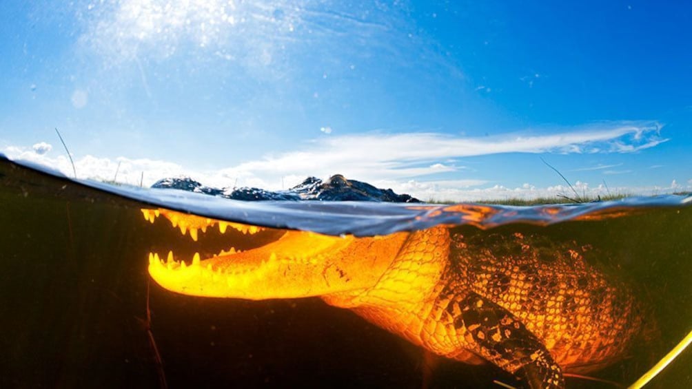 Gator Airboat Night Tour