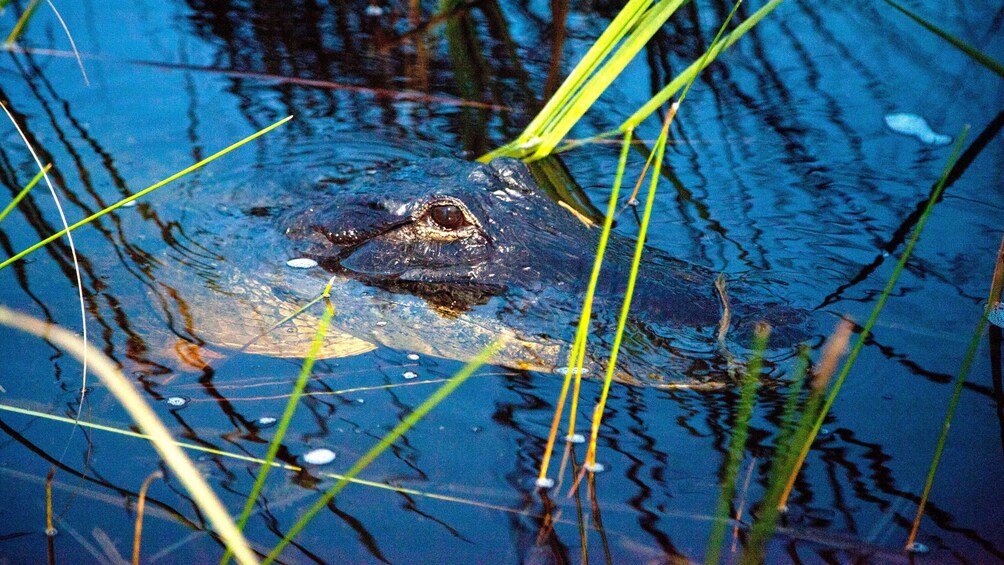 Alligator in Evergaldes