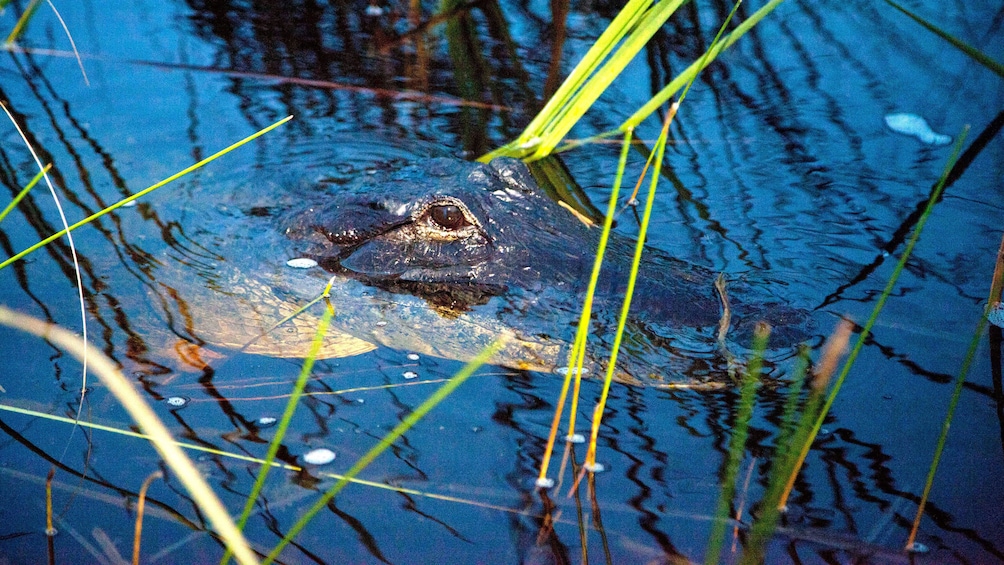 Alligator in Evergaldes