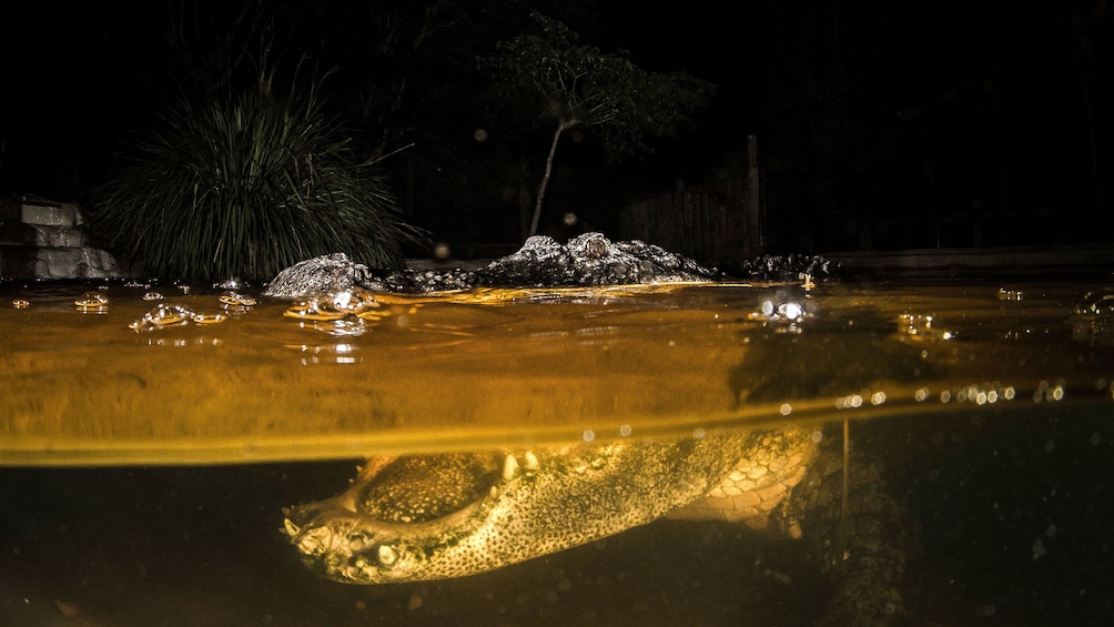 Alligator with mouth open in everglades