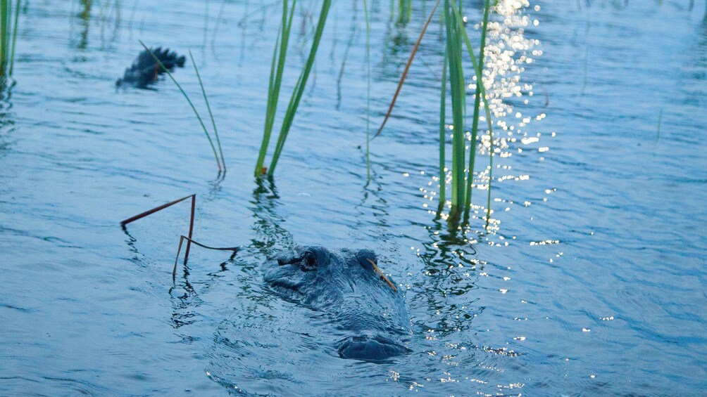 Alligator in Everglades at dusk