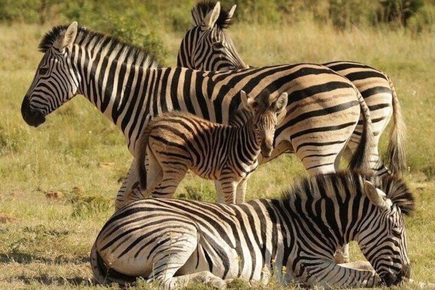 Zebra Mums and baby.