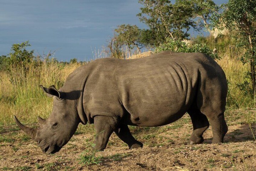 Close up Rhino