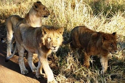 Rhino and Lion Park Guided Closest Safari Reserve to Johannesburg and Preto...