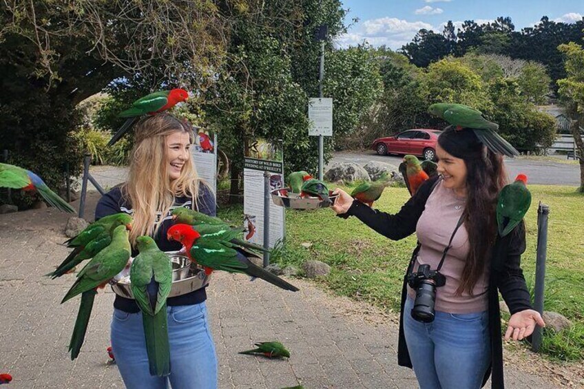 Meet the locals. Bird feeding experience included.