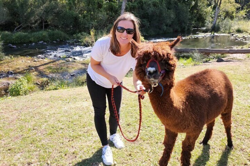 Meet Alpacas