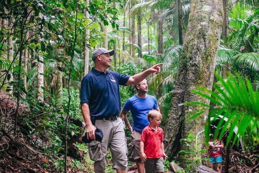 Guided Rainforest Walk