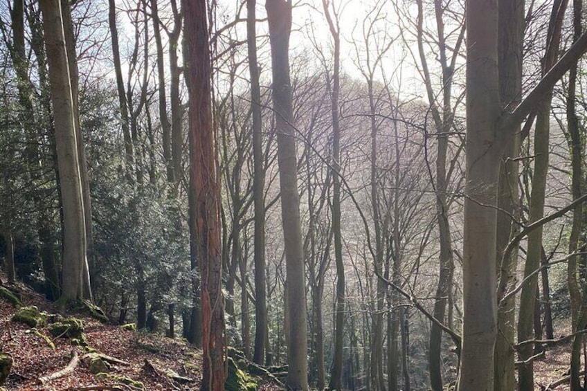 Walking Through The Wye Valley