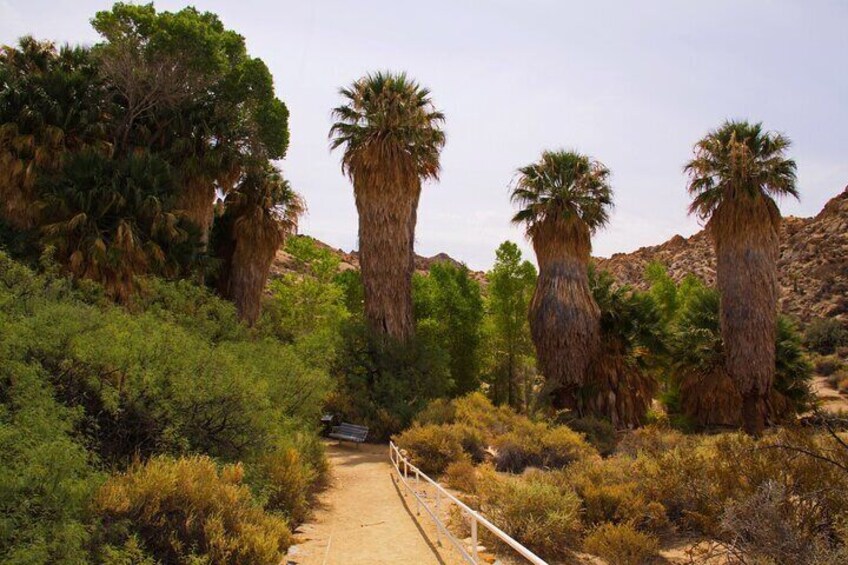 Joshua Tree National Park Self-Driving Audio Tour