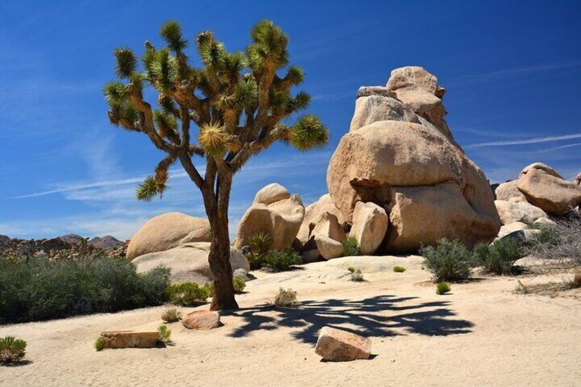 Joshua Tree National Park Self-Driving Audio Tour