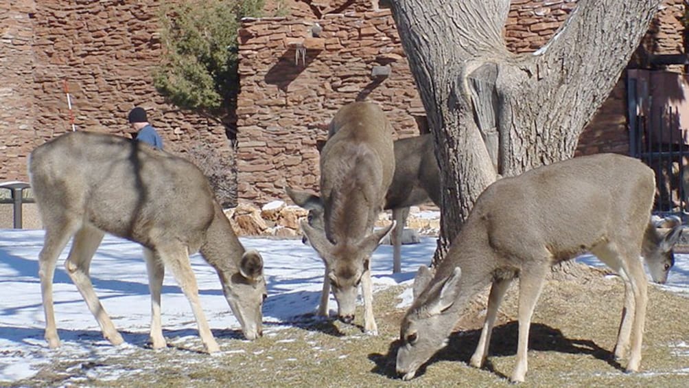 Three deer eat grass next to a tree with snow on the ground at a Grand Canyon Observation area