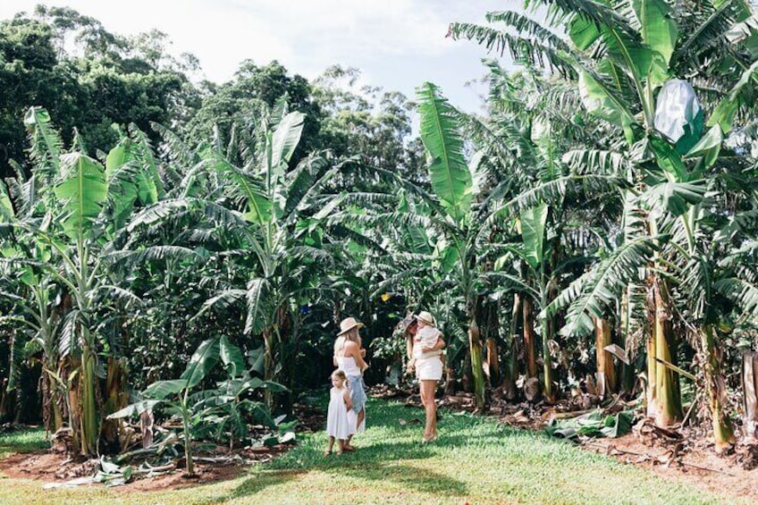 Tropical Fruit World Farm Full Tour