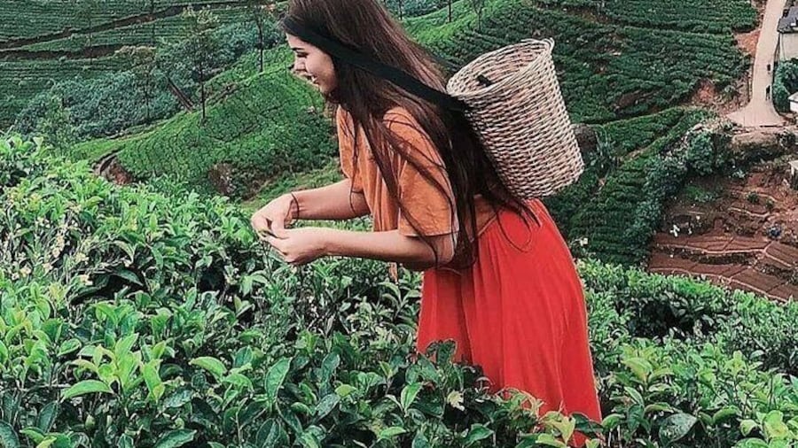 Nuwera eliya