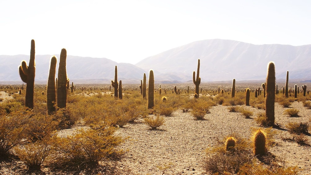 desert plants in Argentina
