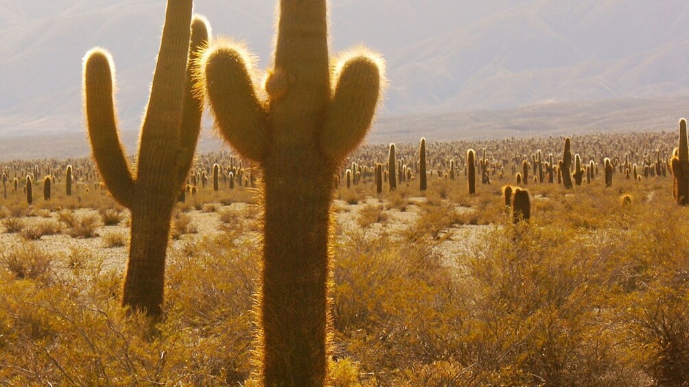 cactuses sitting in the desert sun in Argentina
