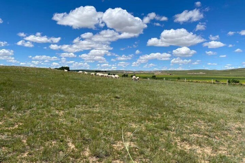 Private Full-Day Tour to Huitengxile Grassland from Hohhot