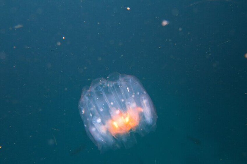 Night Dive Adventure in Academy Bay