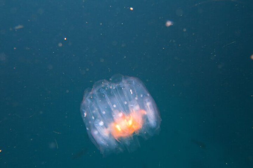 Night Dive Adventure in Academy Bay