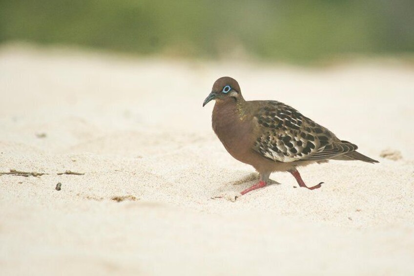 Galapagos dove