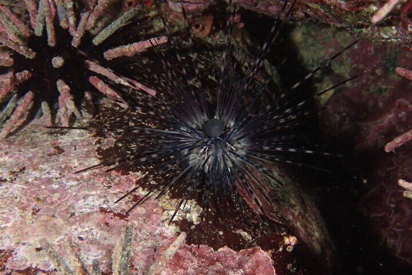 Night Dive Adventure in Academy Bay