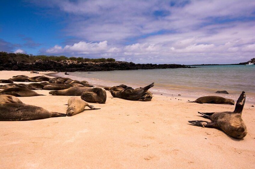 Beach of Santa Fe Island