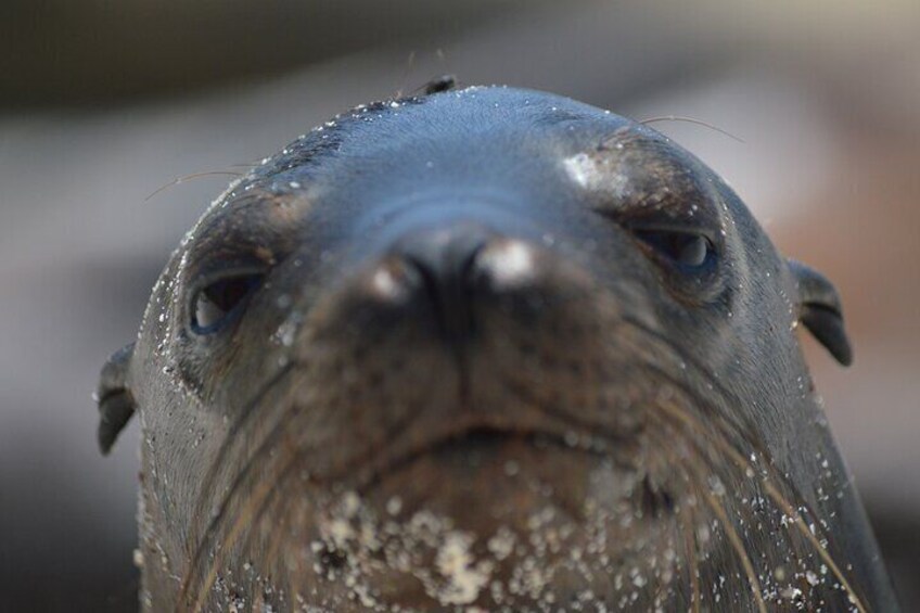 Being judged by a sea lion