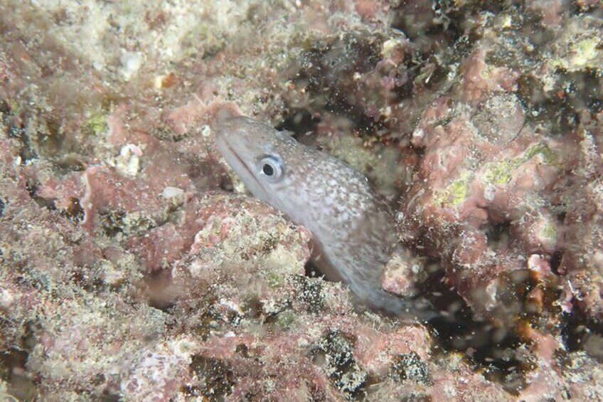 Night Dive Adventure in Academy Bay