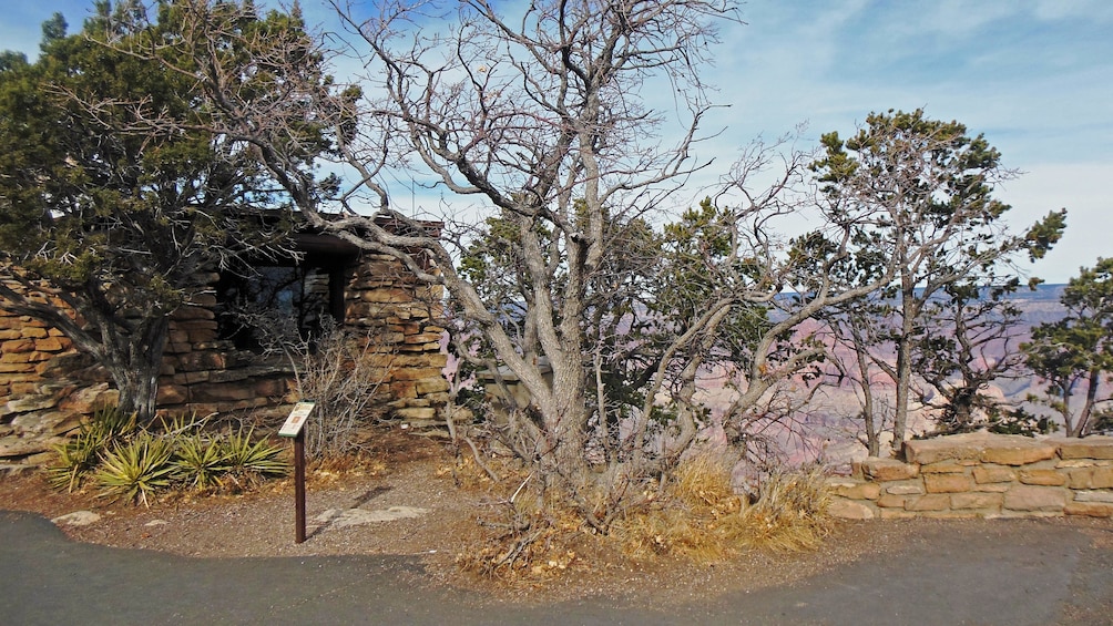 Tree overlooking Grand Canyon