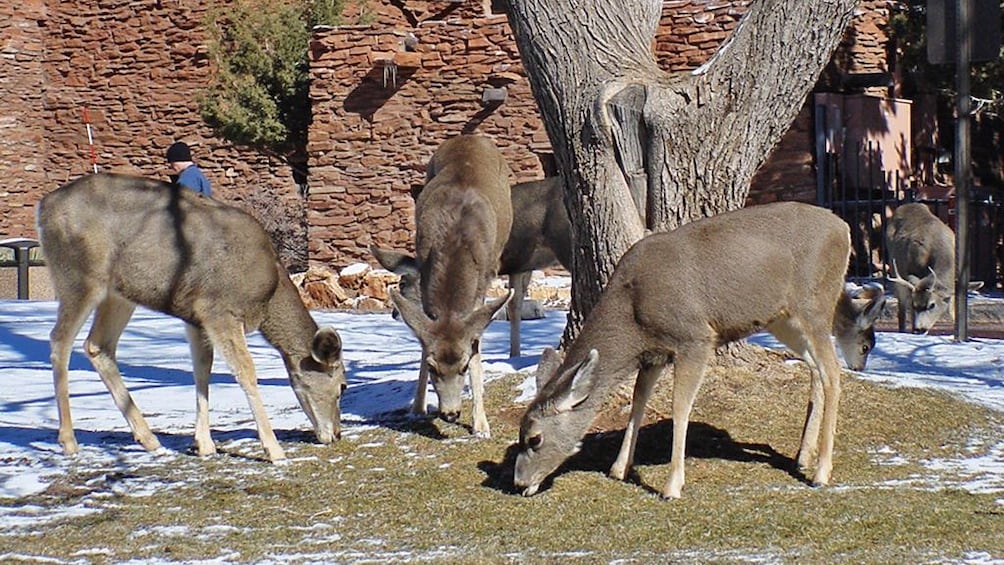 Beer grazing outside of center in Grand Canyon