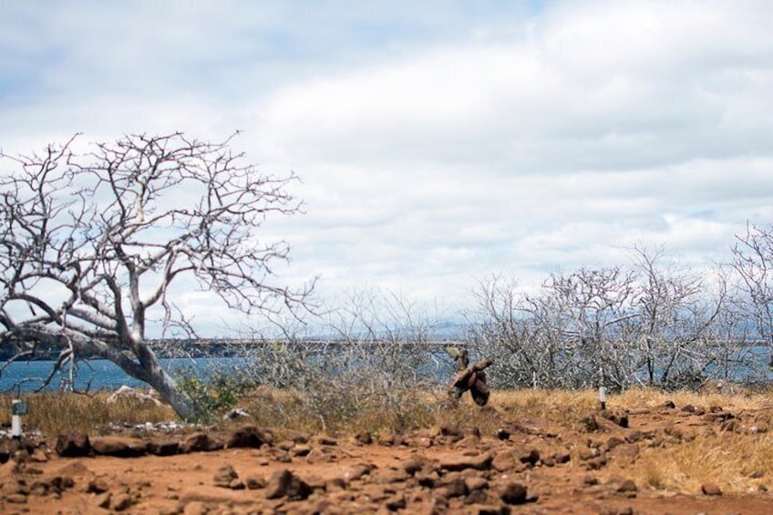 Arid Landscape