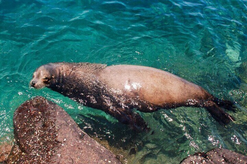 Alpha male guarding the shore
