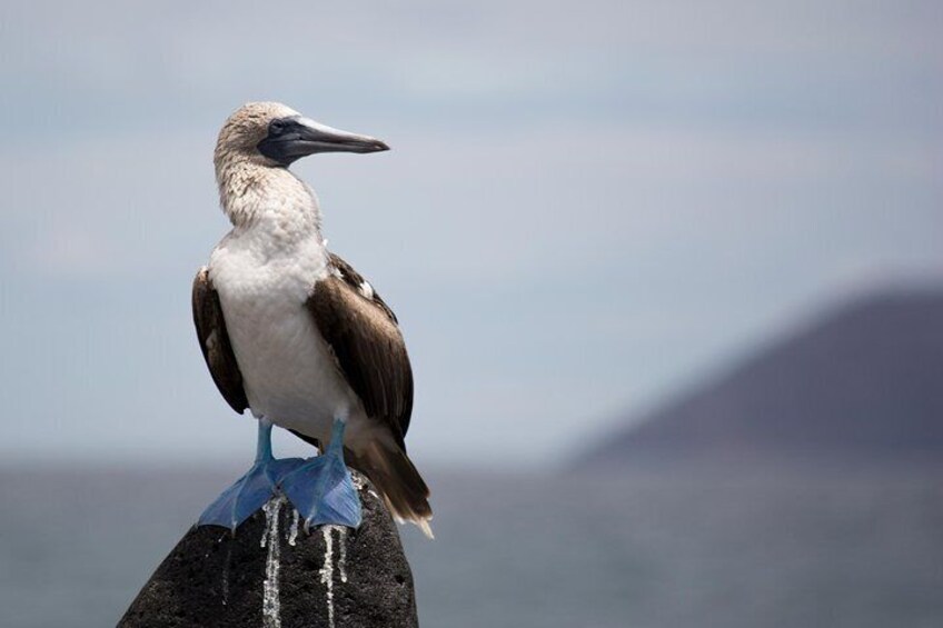 Blue footed booby