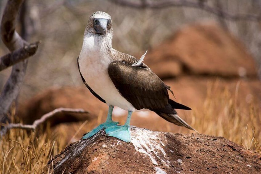 Blue Footed Booby