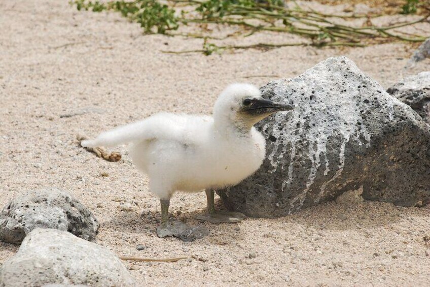 Blue footed booby baby chick