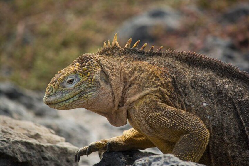 Land iguana