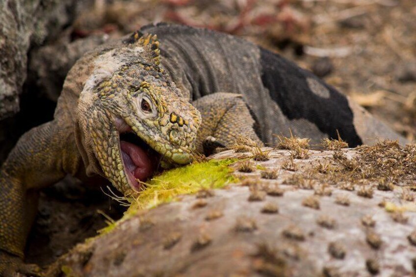 Land Iguana eating a delicious cactus