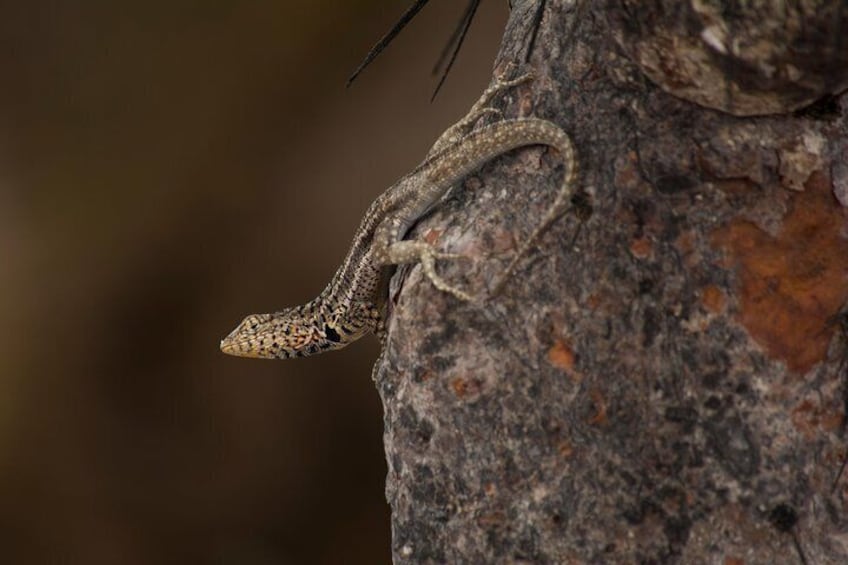 Lava lizard posing