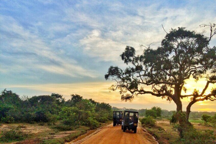 Half Day Safari at Yala National Park From Bentota / Galle / Tissamaharama /Ella