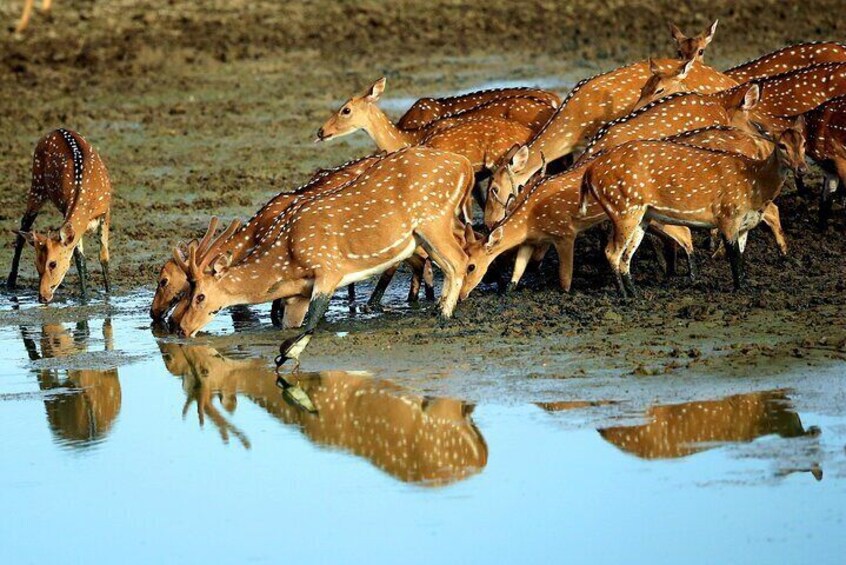 Half Day Safari at Yala National Park